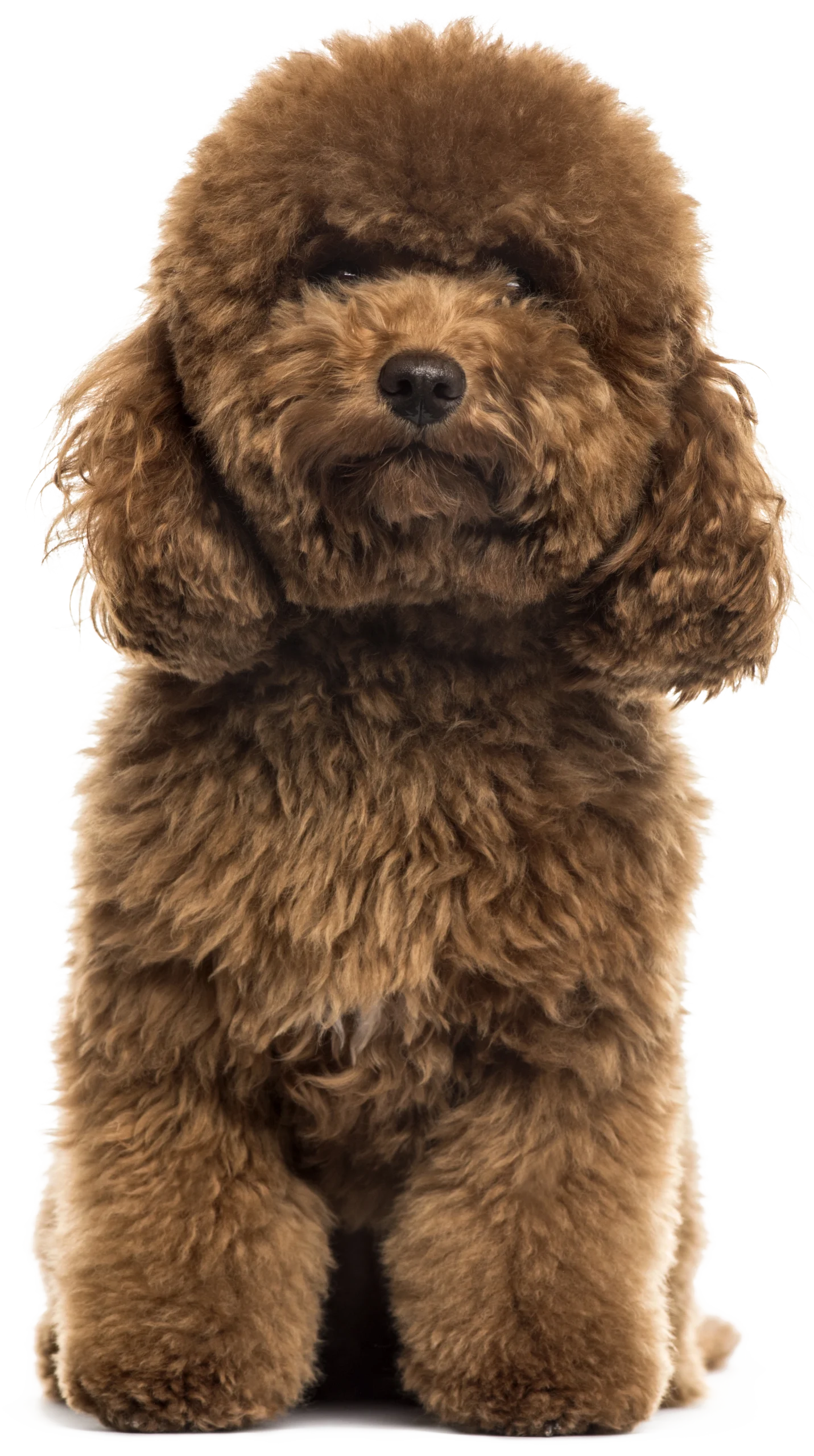 Toy Poodle 15 Yıllık Tecrube
