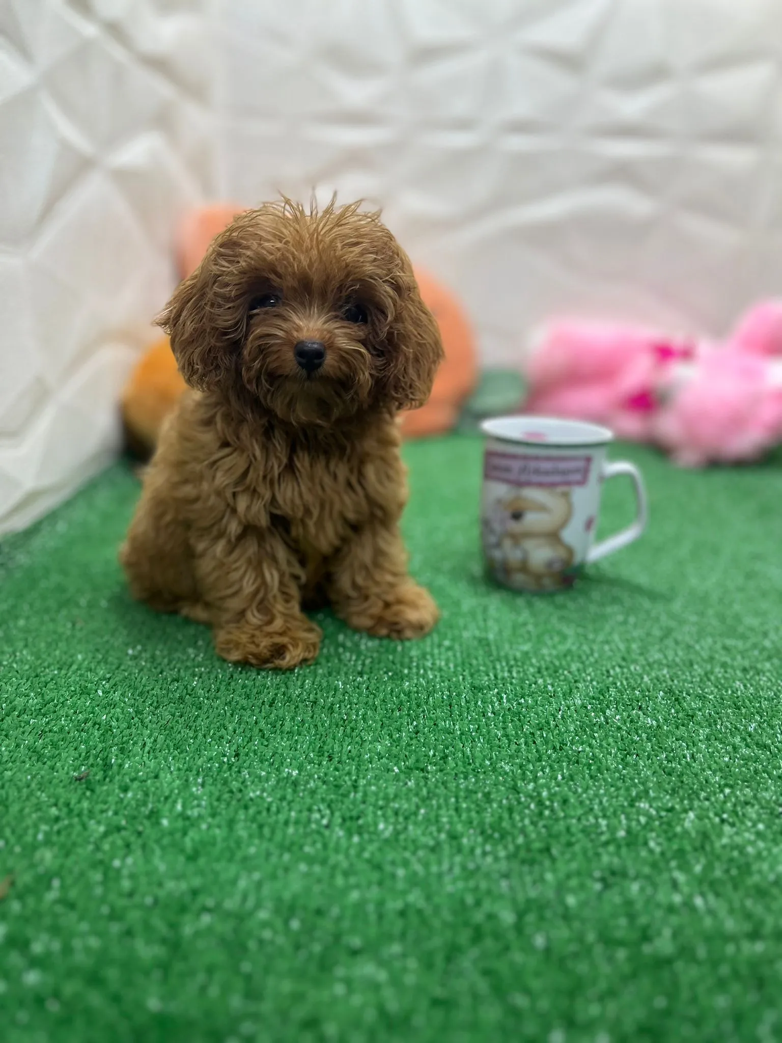 Antalya Poodle Family | 15 Yıllık Tecrübe ile Safkan Poodle Yavruları