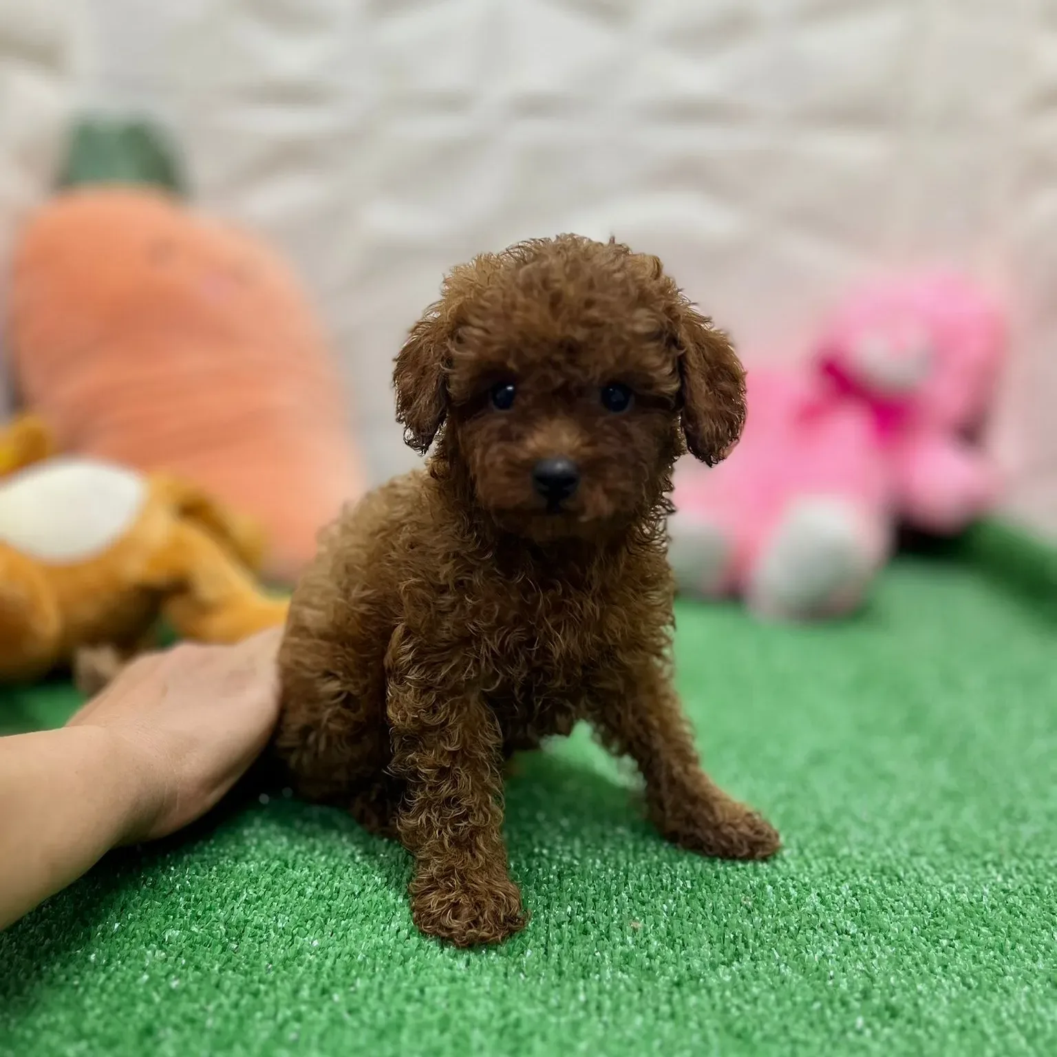 Antalya Poodle Family | 15 Yıllık Tecrübe ile Safkan Poodle Yavruları