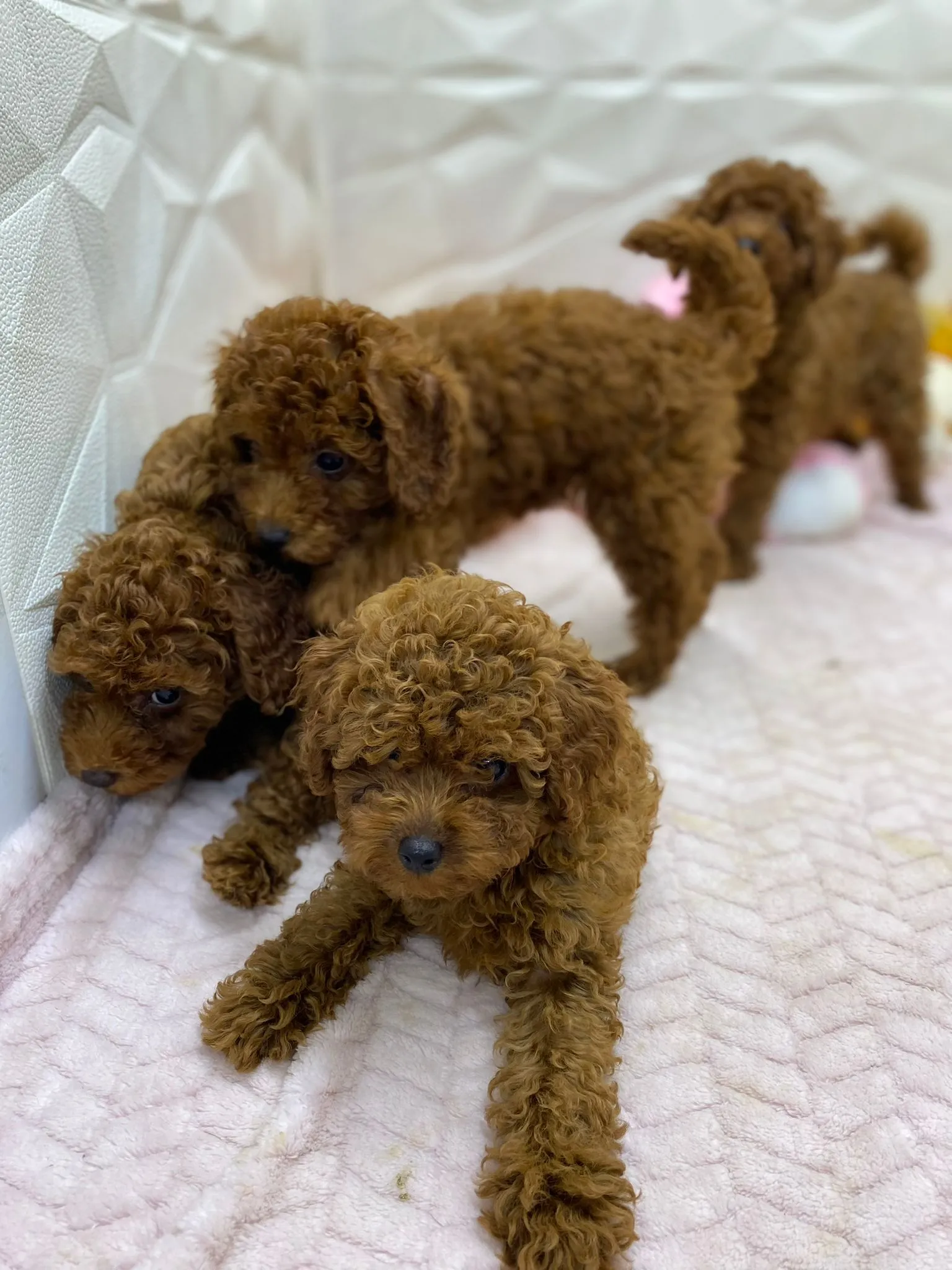 Antalya Poodle Family | 15 Yıllık Tecrübe ile Safkan Poodle Yavruları
