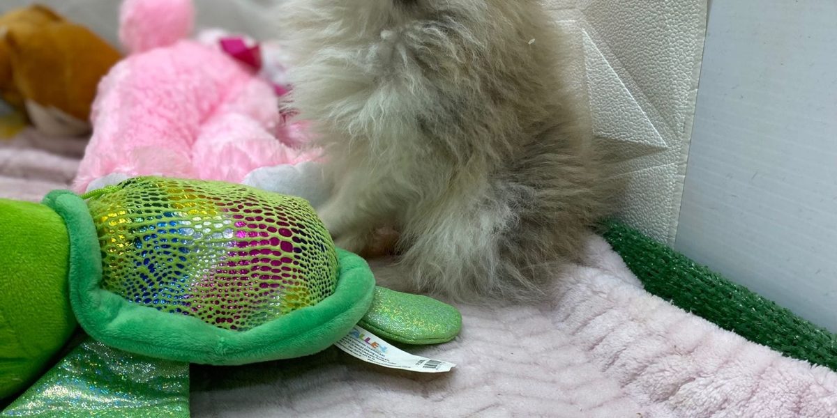 WhatsApp Image 2025-05-12 at 16.28.35