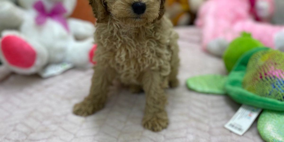 WhatsApp Image 2025-05-12 at 16.28.37 (1)