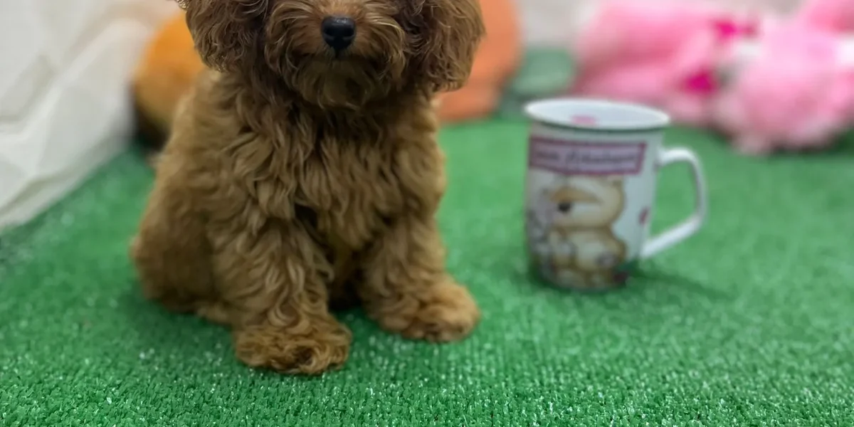 Saçları arkaya doğru taranmış sevimli safkan Toy Poodle yavrusu – Antalya Poodle Family